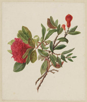 TvB T 183
          <br/>
          Bloemenstudie
          <br/>
          <em>Snabilie, Maria Geertruida (1776-1838)</em>